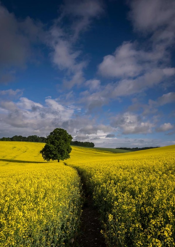 rapeseed field Thinking of you Card 1068 created by Damian Ward