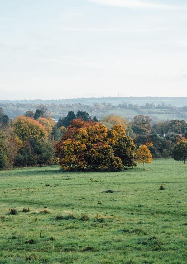 tree landscape Card 23028 created by George Bale