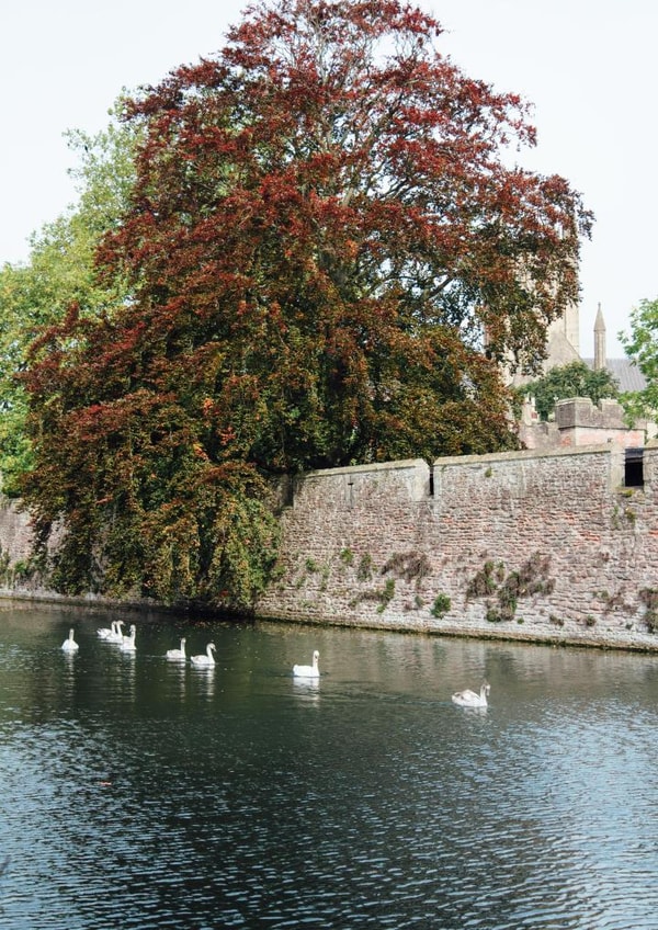 wells tree Card 23029 created by George Bale