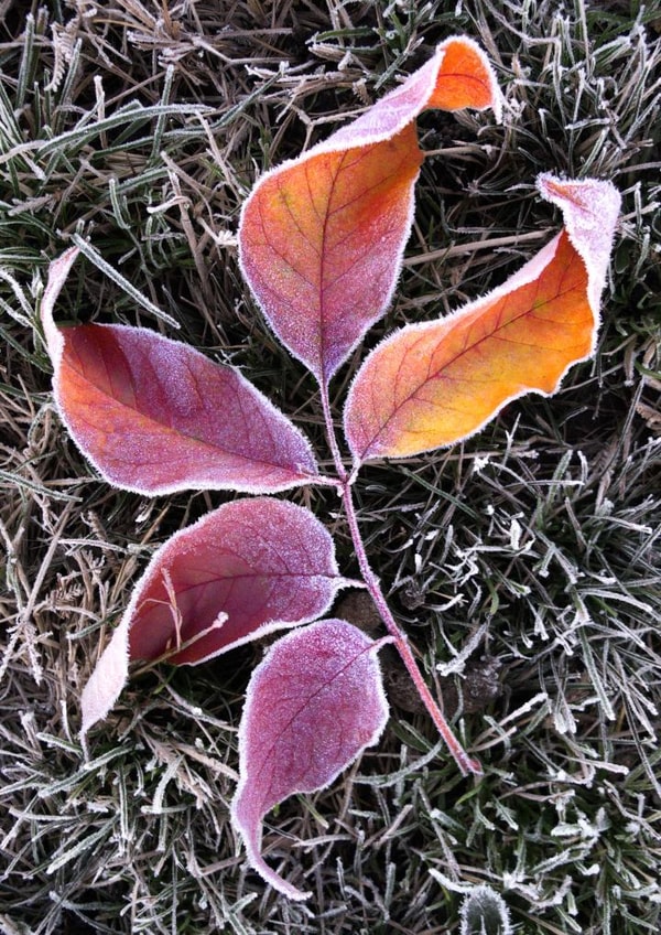 leaf leaves Card 22427 created by Robert Englebright