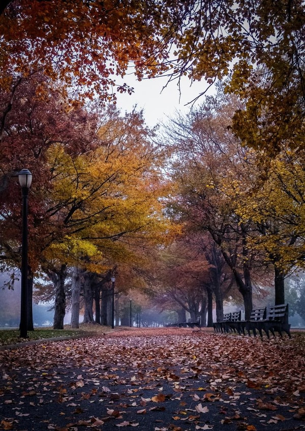 Fall trees Card 22428 created by Robert Englebright