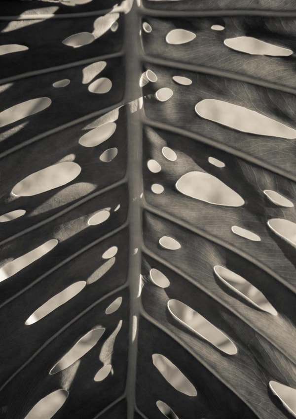 leaf palm Card 22429 created by Robert Englebright