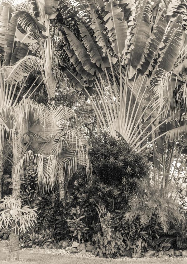 tropical leaf Card 22430 created by Robert Englebright