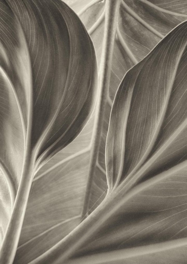 leaf leaves Card 22431 created by Robert Englebright