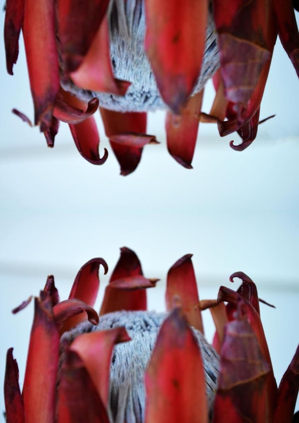 Protea Flower anniversary card for mothers or friends created by Chantal Pronk