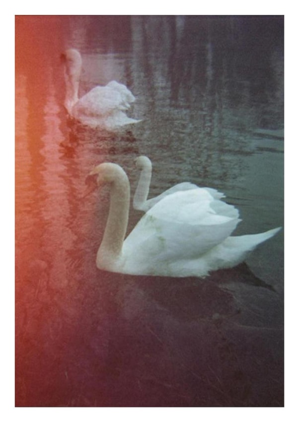 swan swans Card 23348 created by Jonathan Hyde