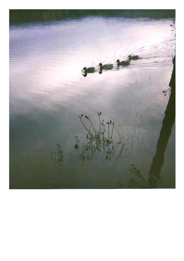 ducks duck Card 23349 created by Jonathan Hyde