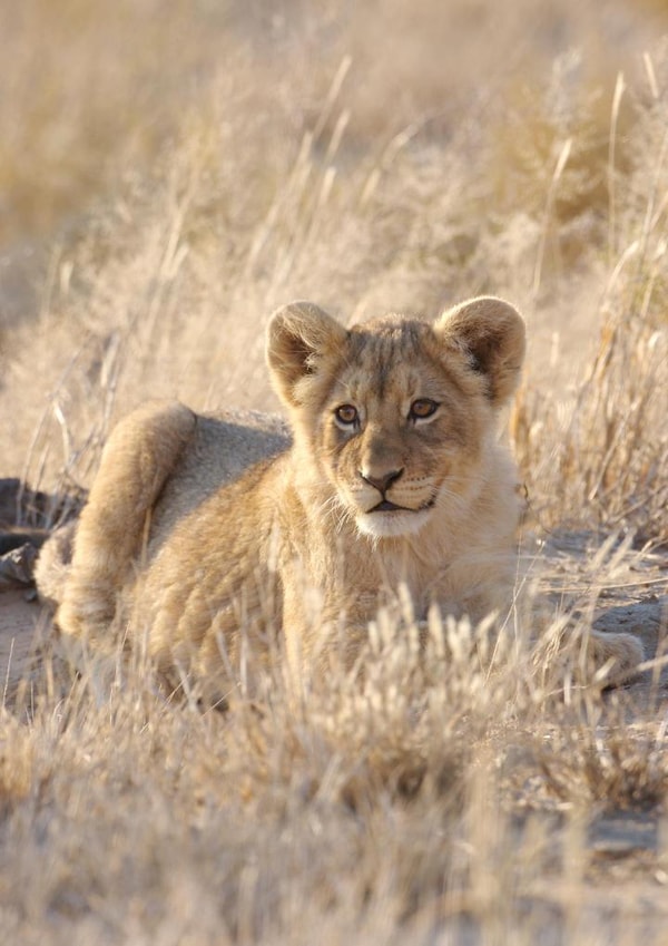 lion cub Photography Card 24072 created by Andrew Forsyth