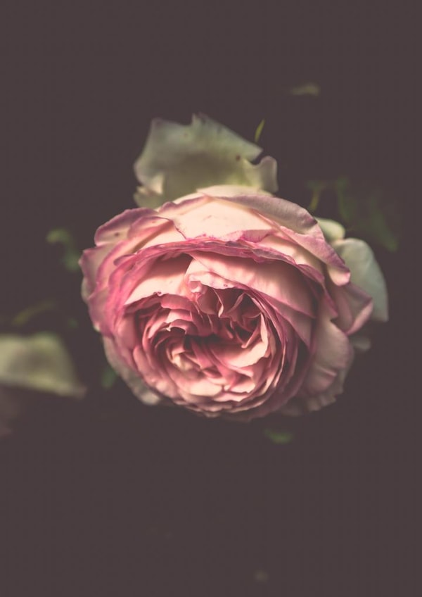 rose flower Card 22995 created by Liane Brookes