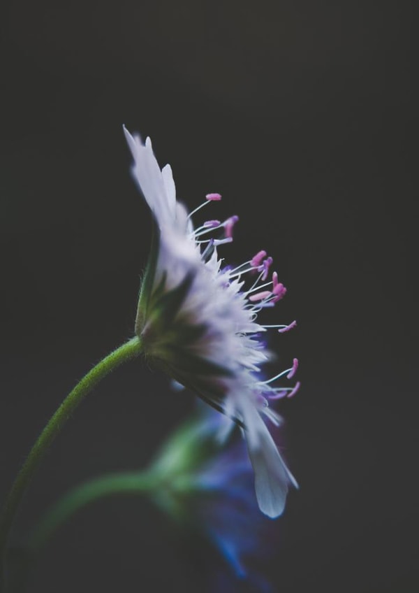 flowers floral Sympathy Card 1208 created by Liane Brookes