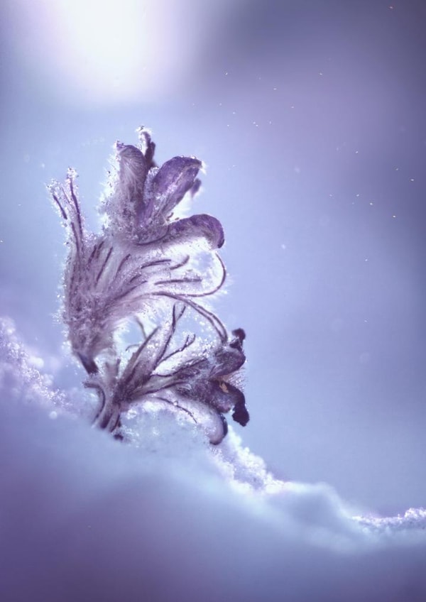 snow winter Photography Card 1304 created by Alina Shevelina