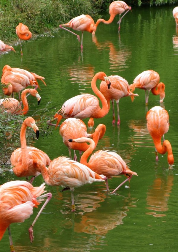 Pink Flamingoes Card 25011 created by Alan Freeman