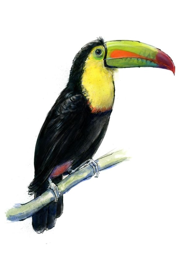 toucan nature Card 22626 created by Tim Pond
