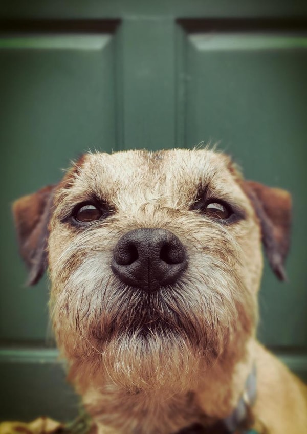 #borderterrier #thankyou Photography Card 2224 created by JackSpratt Designs (Vanessa Holbrow)
