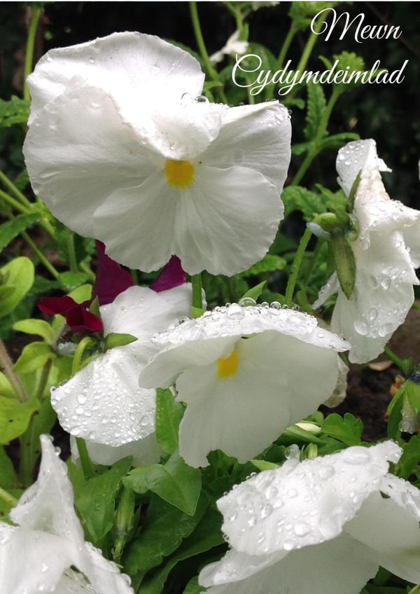 Mewn Cydymdeimlad Card 25985 created by Caroline Davies