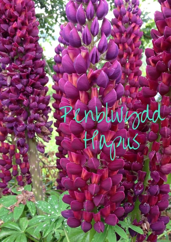 Penblwydd PenblwyddHapus Card 25986 created by Caroline Davies