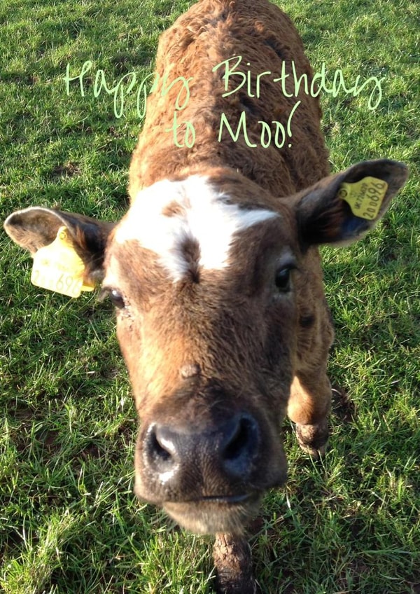 Happy Birthday Card 25996 created by Caroline Davies