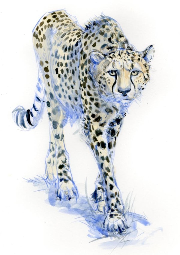 cheetah nature Card 1113 created by Tim Pond