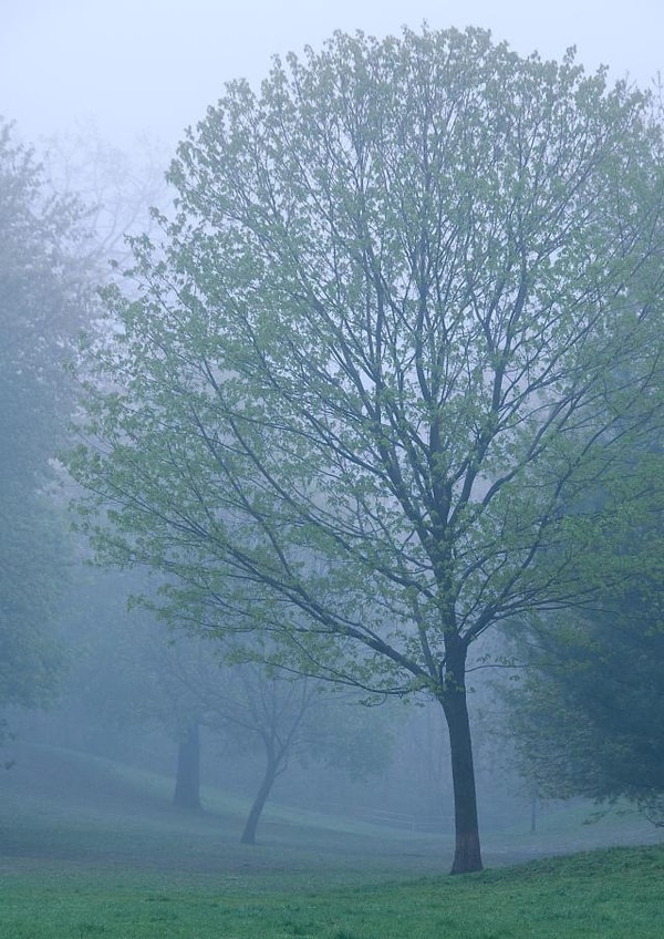 Photography Landscape Card 27755 created by Rick Shea