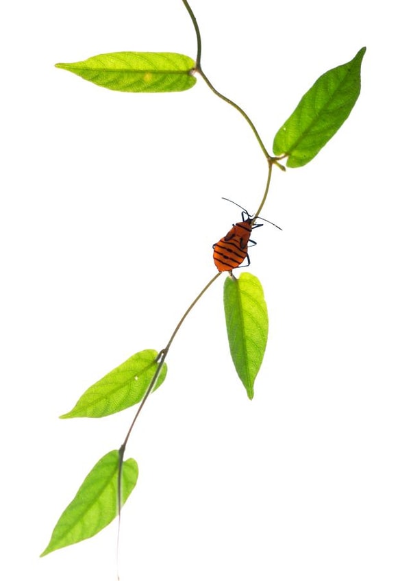 nature wildlife Photography Card 22328 created by Raviprakash SS