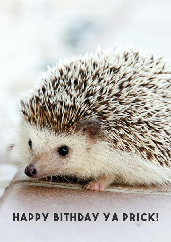 cute funny Card 29279 created by Luke Shepherd