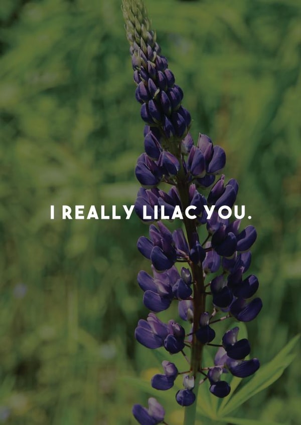 flowers lilac Card 29283 created by Luke Shepherd