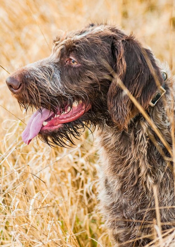 dog photo Photography Card 1875 created by Matt Limb OBE