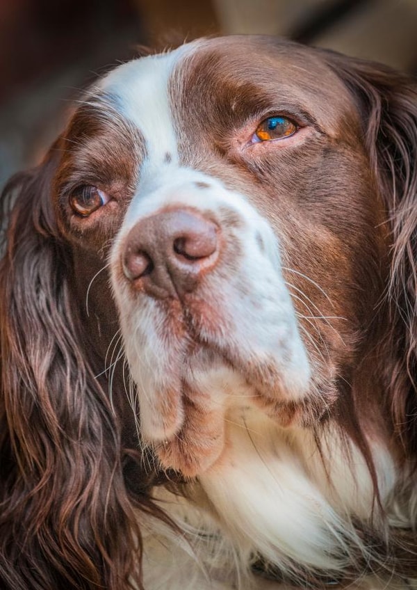 dog spaniel Card 24583 created by Matt Limb OBE