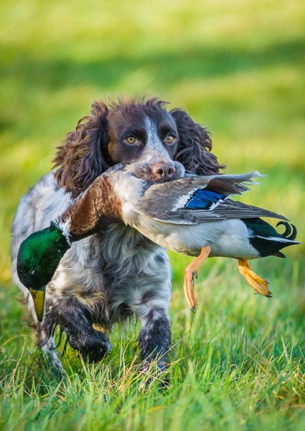 dog photography Card 24585 created by Matt Limb OBE