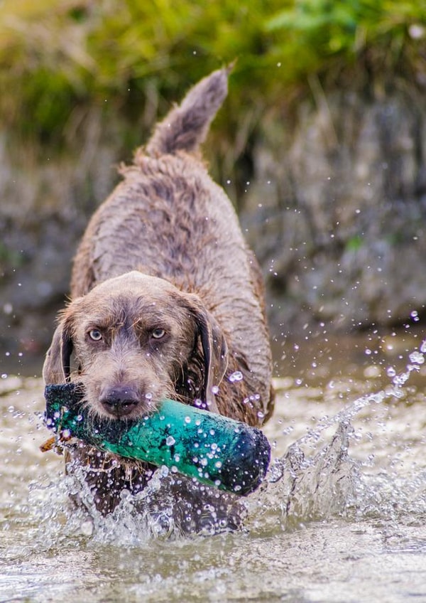 dog photography Card 24587 created by Matt Limb OBE