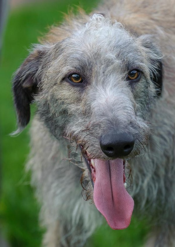 dog lurcher Photography Card 24588 created by Matt Limb OBE