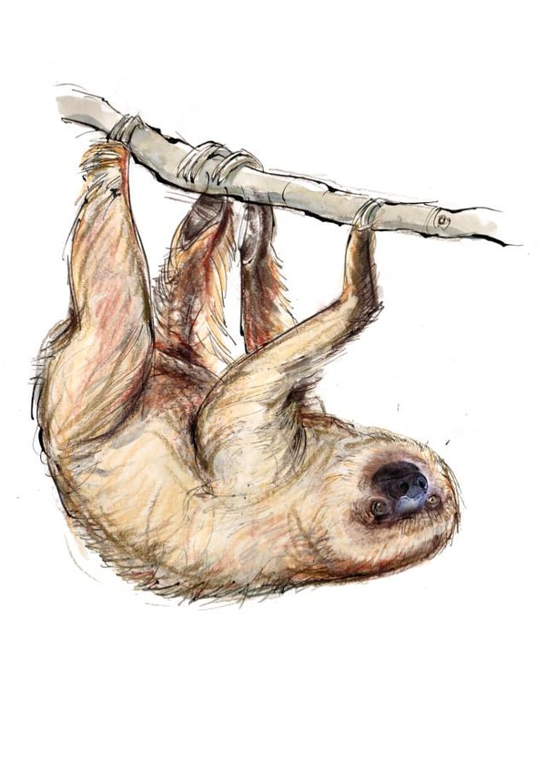 sloth nature Card 22630 created by Tim Pond