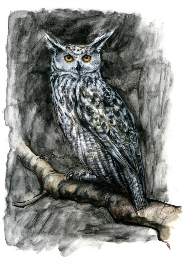 owl nature Card 1114 created by Tim Pond