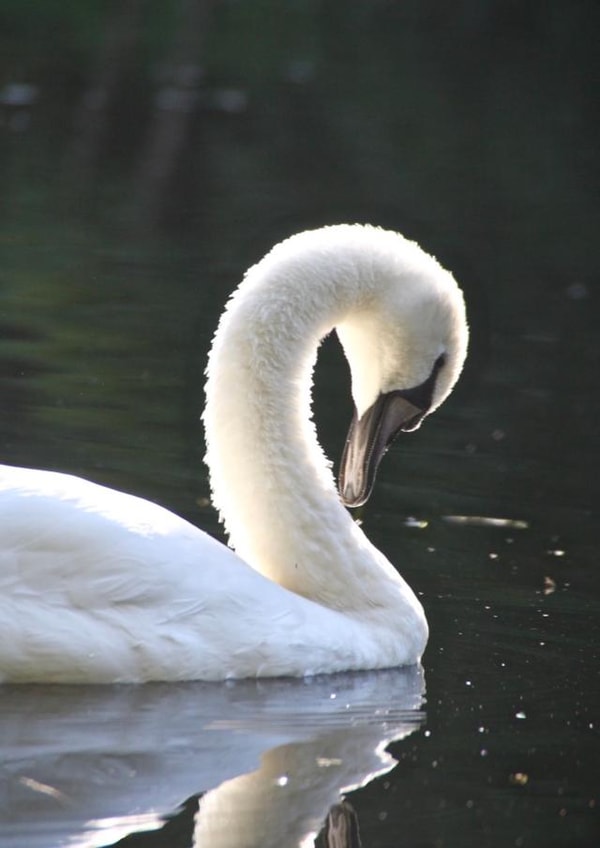 swan nature Just because Card 29522 created by Sheila Adam