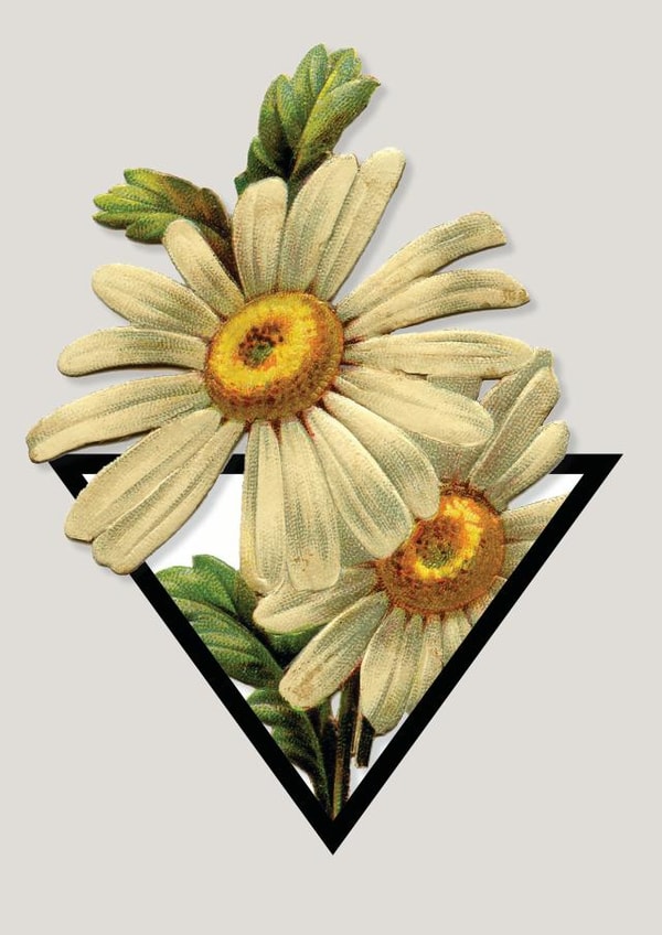 daisy flower Card 29429 created by Bronwyn Slater