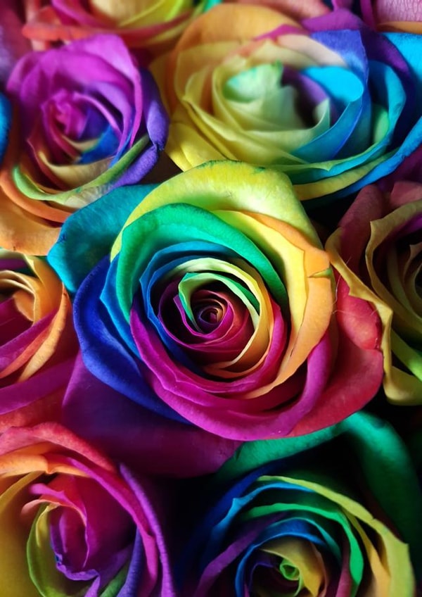 Rainbow rose Roses Card 22571 created by Adeeba Faheem