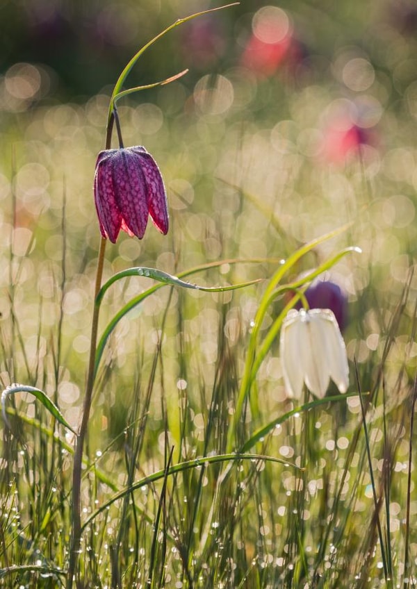 flower wild Photography Card 1070 created by Damian Ward