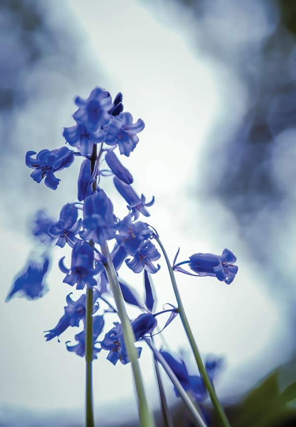 bluebells flowers Thinking of you Card 9582 created by Duncan Buchanan
