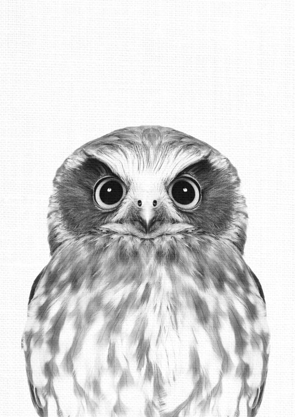 owl animal Card 32919 created by INSPIRE