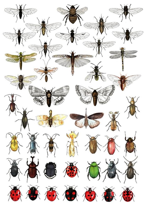 insects insect Card 26127 created by D J R Bennett