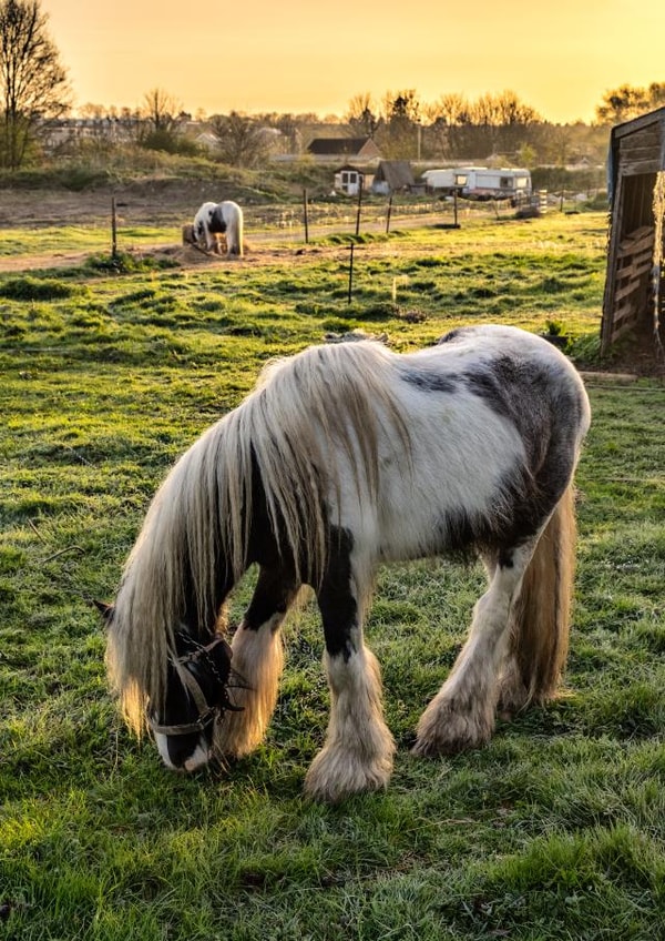 feeding Ponies, Norwich, ponies, ponies at sunrise, Ponies on reserve, Ponies on the Heath, sunrise on the Heath, Uk < Allium Flower, Wensum Nature Reserve Card 23543 created by Gary Rayner Photography