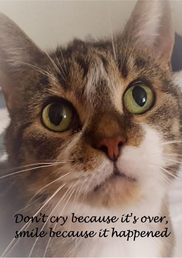 CAT DEATH Card 35597 created by Bridget Peirson-Davis