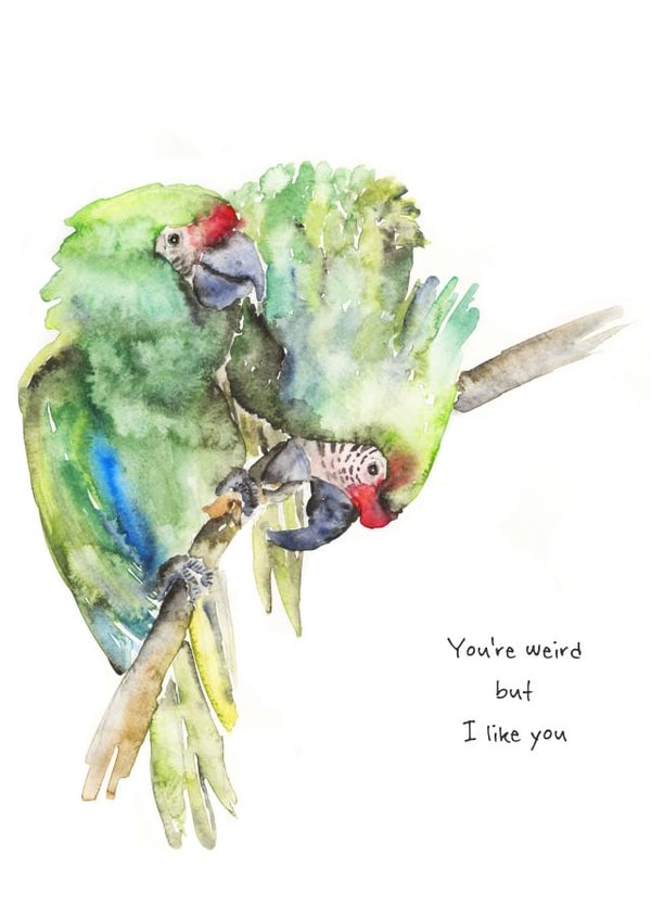 birds humour Card 34626 created by Check Out My Plumage