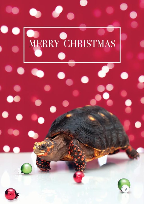 christmas tortoise Card 37305 created by Lolly & Nodge