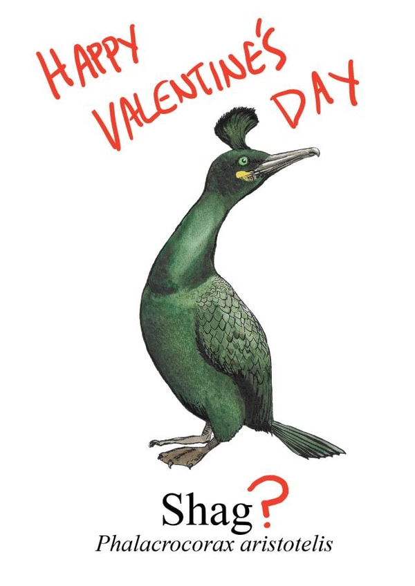 shag bird Valentines Day Card 38313 created by Blair