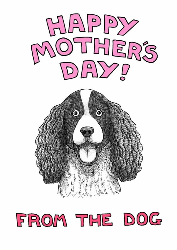 springer spaniel Mothers Day Card 1949 created by Off The Leash Cartoons by Rupert Fawcett