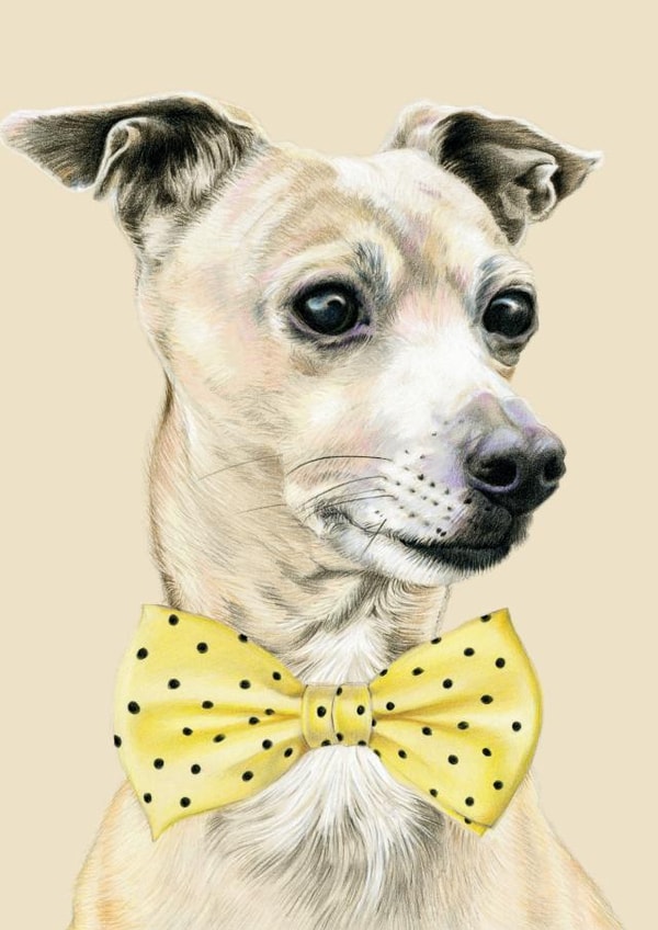 dog bowtie Birthday Card 24033 created by DECKLED EDGE LTD