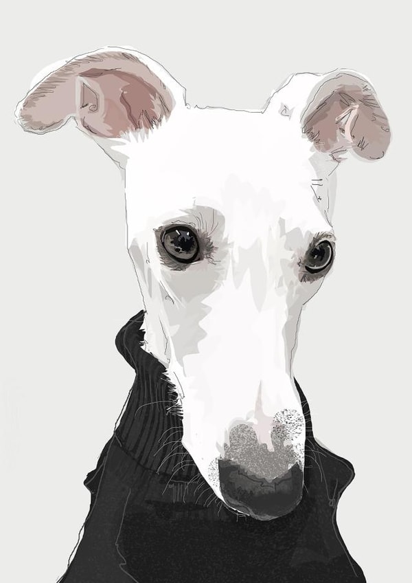 pet whippet Birthday Card 16835 created by Higgledy Pets