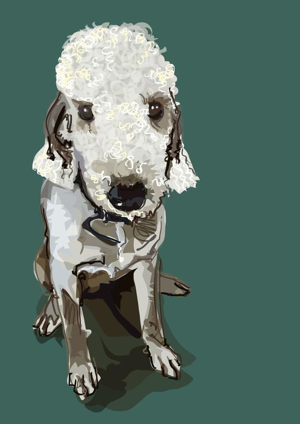 poodle pet Birthday Card 16837 created by Higgledy Pets