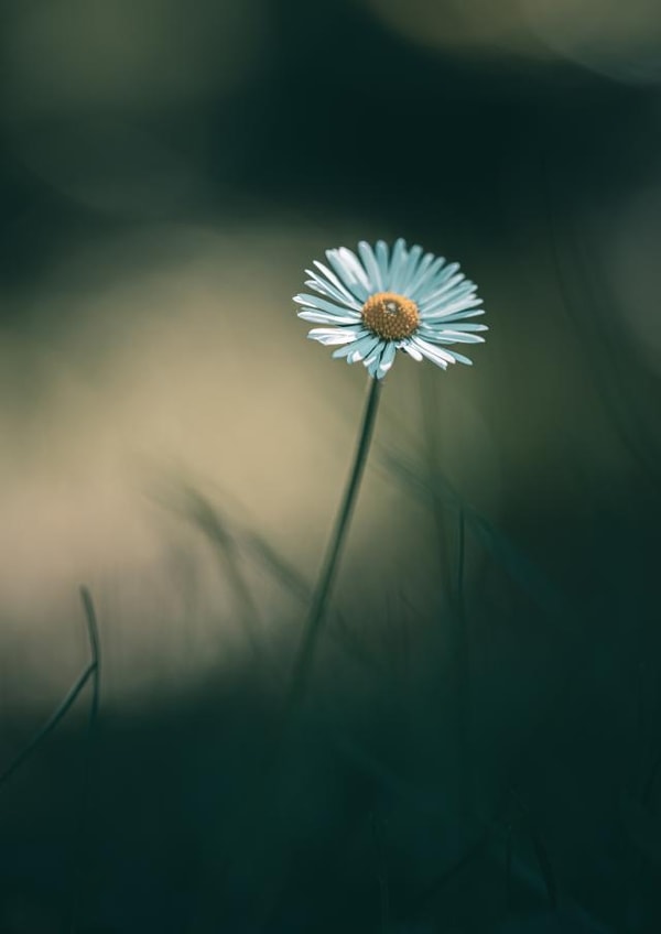 missing you daisies Card 31988 created by Duncan Buchanan